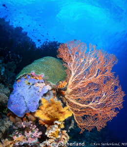 Colours of the reef
An unusual angle of a healthy reef i... by Ken Sutherland 